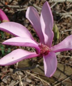 Magnolia pośrednia Magnolia x soulangeana P9/C1 - obrazek 3