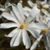 Magnolia gwiaździsta 'Royal Star' P9/C1