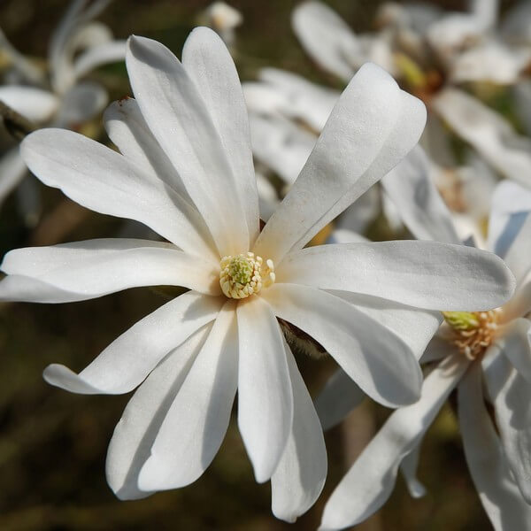 Magnolia gwiaździsta 'Royal Star' P9/C1