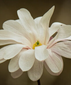 Magnolia gwiaździsta 'Royal Star' P9/C1 - obrazek 4