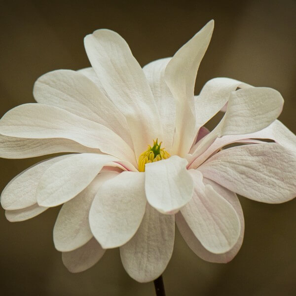 Magnolia gwiaździsta 'Royal Star' P9/C1 - obrazek 4