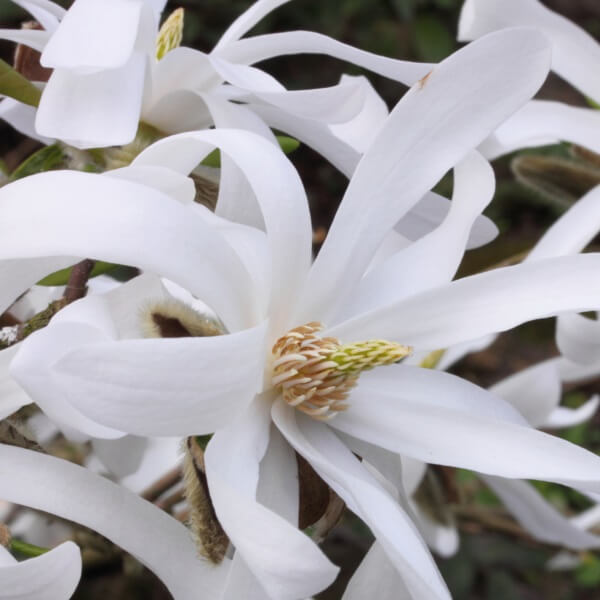 Magnolia gwiaździsta 'Royal Star' P9/C1 - obrazek 2