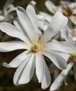 Alternative view of Magnolia Stellata P9/C1