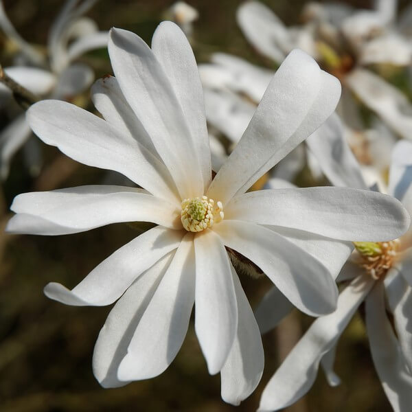 Magnolia Stellata P9/C1 - obrazek 2