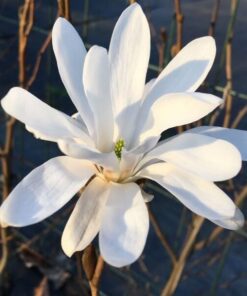 Magnolia Stellata P9/C1