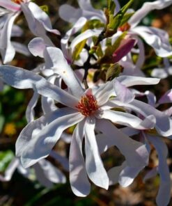 Magnolia Stellata P9/C1 - obrazek 3