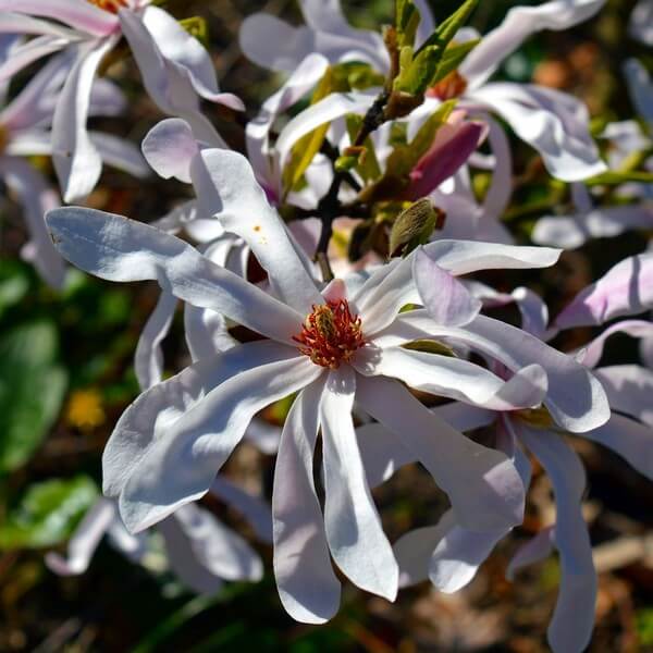 Magnolia Stellata P9/C1 - obrazek 3