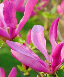 Magnolia 'Susan' P9/C1
