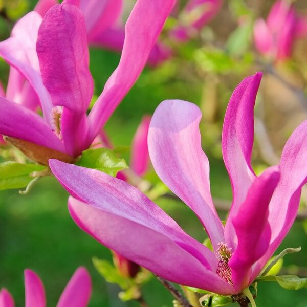 Magnolia 'Susan' P9/C1