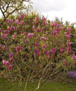 Alternative view of Magnolia 'Susan' P9/C1