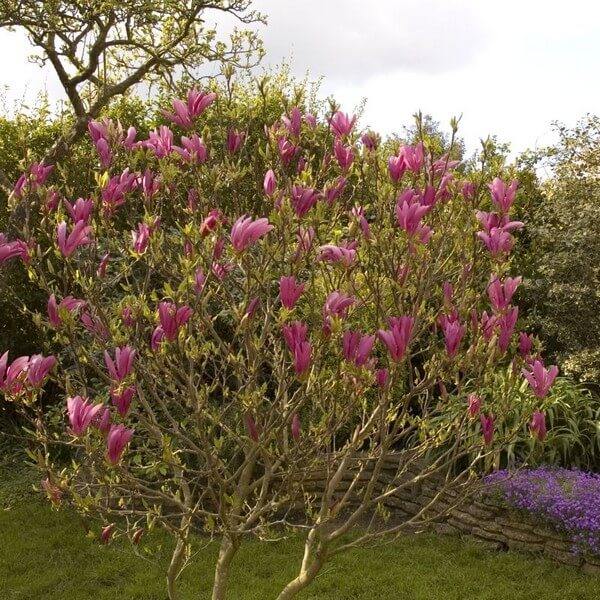Magnolia 'Susan' P9/C1 - obrazek 2
