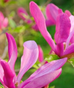 Magnolia 'Susan' P9/C1 - obrazek 3