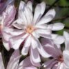 Magnolia gwiaździsta (Stellata) 'Waterlily' P9/C1