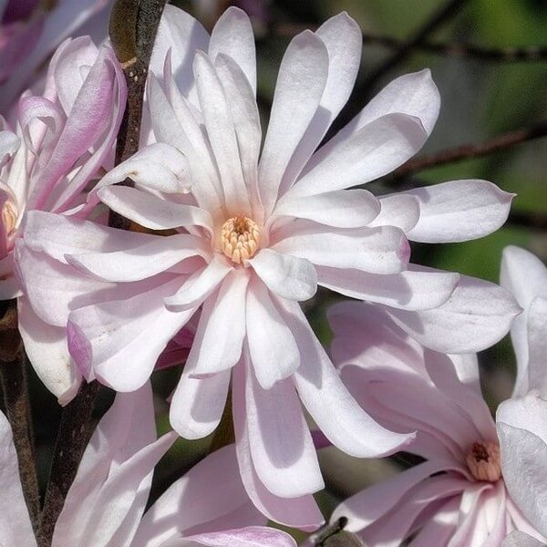 Magnolia gwiaździsta (Stellata) 'Waterlily' P9/C1