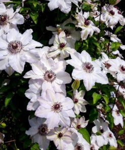Clematis Miss Bateman poj, 4L - obrazek 4
