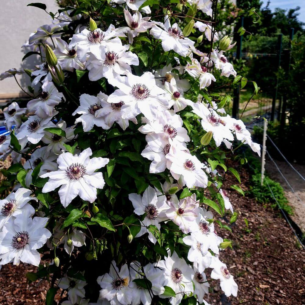 Clematis Miss Bateman P9/C1 - obrazek 2