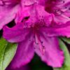 Rododendron (Azalia) 'Koningstein' poj, 4L