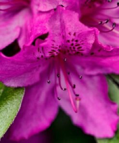 Rododendron (Azalia) 'Koningstein' poj, 4L