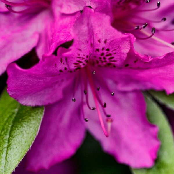 Rododendron (Azalia) 'Koningstein' poj, 4L