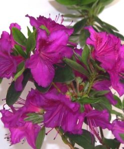 Alternative view of Rododendron (Azalia) 'Koningstein' poj, 4L