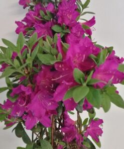 Rododendron (Azalia) 'Koningstein' poj, 2L - obrazek 3