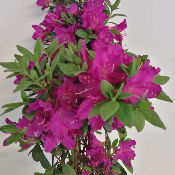 Rododendron (Azalia) 'Koningstein' poj, 4L - obrazek 3