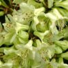 Rododendron (Azalia) Shamrock poj, 2L
