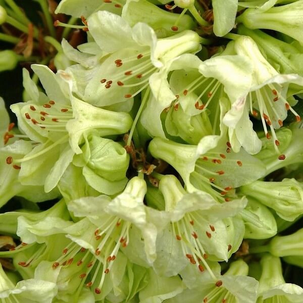 Rododendron (Azalia) Shamrock poj, 2L