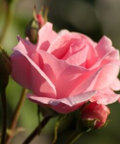 Róża pnąca 'Pink Cloud' poj, 4L - obrazek 5