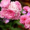 Róża pnąca 'Pink Cloud' poj, 2l