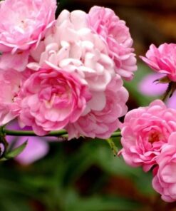 Róża pnąca 'Pink Cloud' poj, 2l