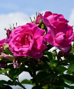 Alternative view of Róża pnąca 'Pink Cloud' poj, 2l