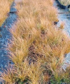 Alternative view of Turzyca ceglasta PRAIRIE FIRE poj, 2L