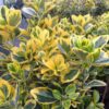 Trzmielina 'Emerald Gold' P9/C1
