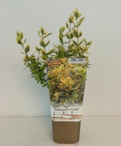 Trzmielina 'Emerald Gold' P9/C1 - obrazek 4