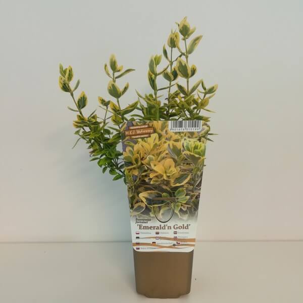 Trzmielina 'Emerald Gold' P9/C1 - obrazek 4