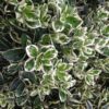 Trzmielina Fortunea 'Harlequin' P9/C1