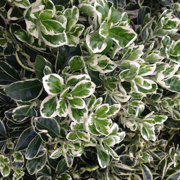 Trzmielina Fortunea 'Harlequin' P9/C1
