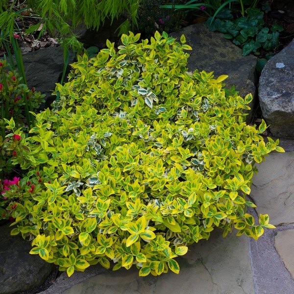 Trzmielina Fortunea 'Harlequin' P9/C1 - obrazek 2