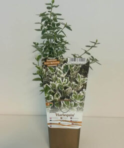 Trzmielina Fortunea 'Harlequin' P9/C1 - obrazek 3