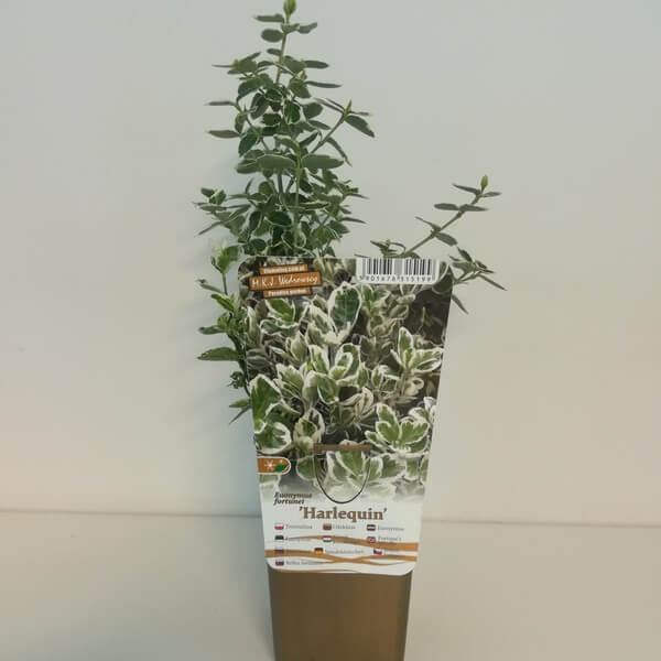 Trzmielina Fortunea 'Harlequin' P9/C1 - obrazek 3