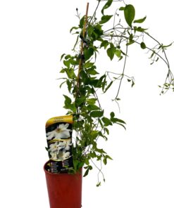 Clematis wielkokwiatowy 'Huldine' P9/C1 - obrazek 4
