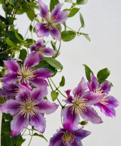 Clematis Piilu (wielkokwiatowy) PEŁNY poj. 4l - obrazek 5
