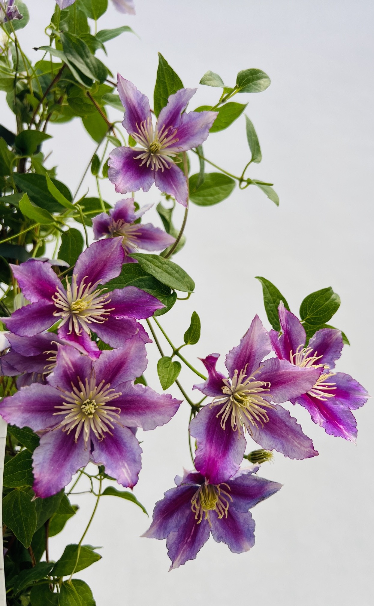 Clematis Piilu (wielkokwiatowy) PEŁNY poj. 4l - obrazek 5