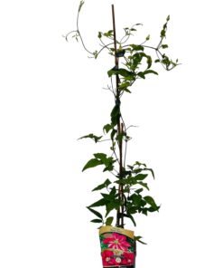 Clematis pełny-półpełny 'Red Star' poj. 2L - obrazek 6