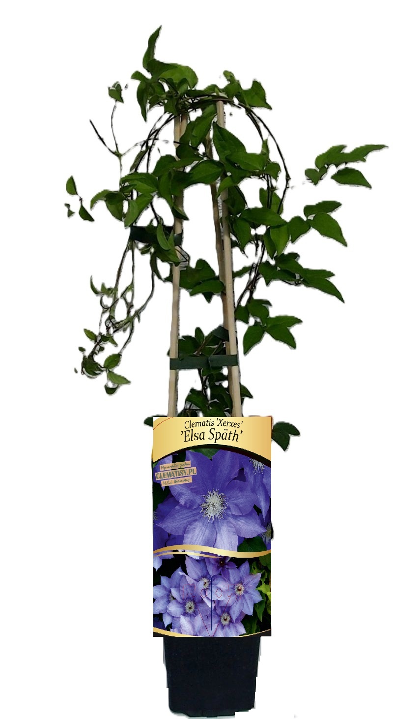 Clematis Elsa Spath poj. P9/C1 - obrazek 3
