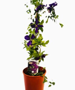Clematis Polish Spirit poj, 4L - obrazek 5