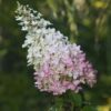 Hortensja bukietowa 'Pink Lady' P9/C1