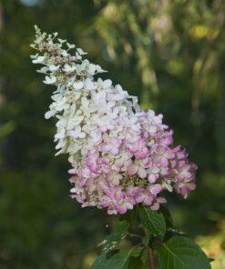 Hortensja bukietowa 'Pink Lady' P9/C1