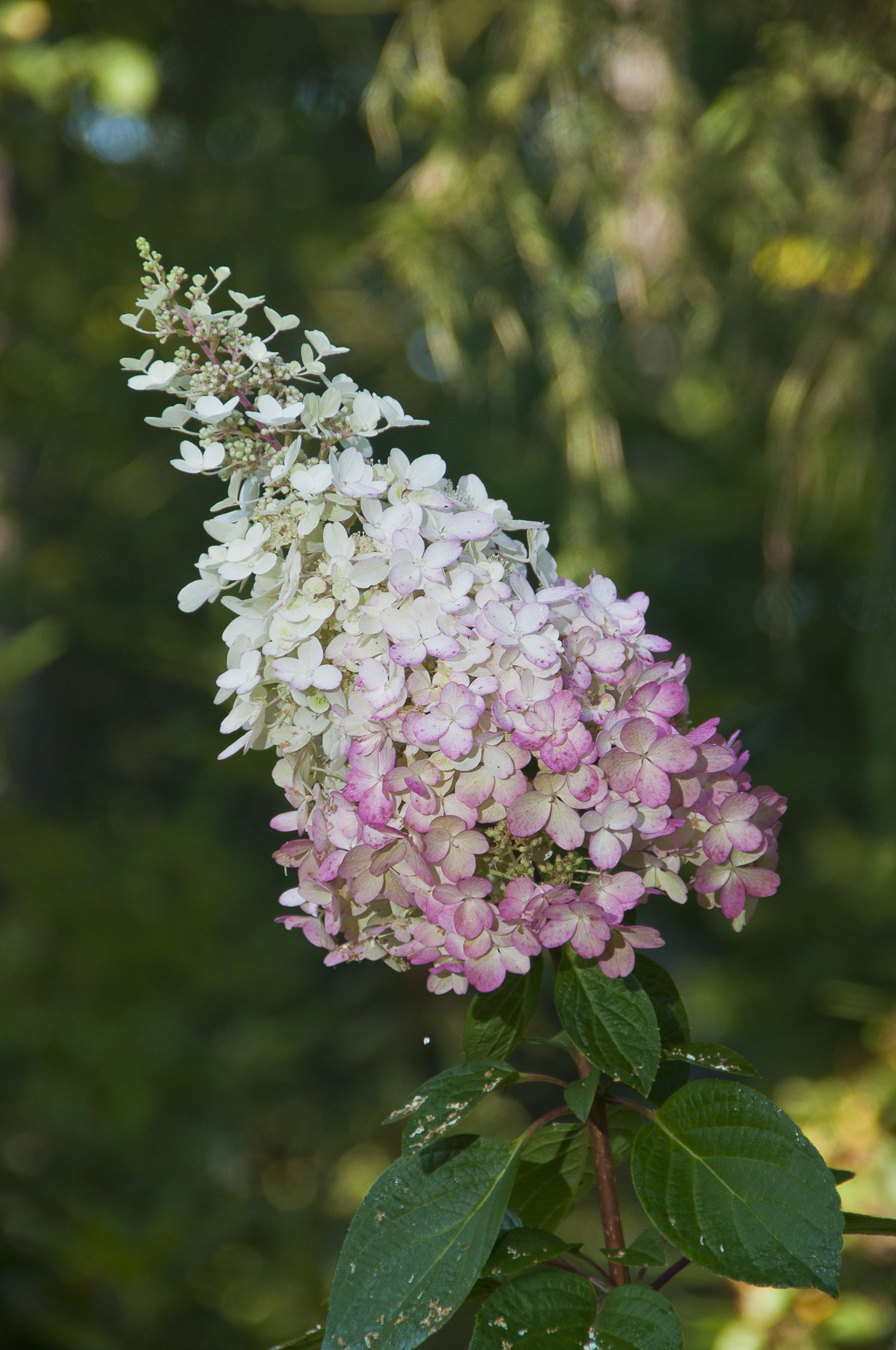 Hortensja bukietowa 'Pink Lady' P9/C1